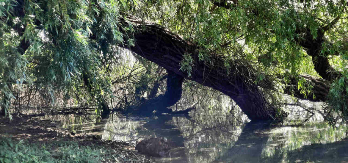 Weiterbildung Natur- und Wildnispädagogik